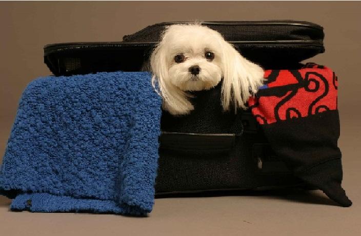 El no te abandonaría