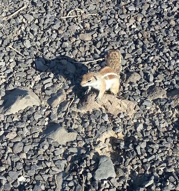 FUERTEVENTURA Y VACACIONES