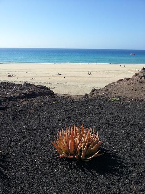 FUERTEVENTURA Y VACACIONES