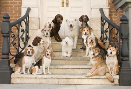 Pastel de Bacon y Pollo