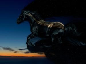 caballo_negro