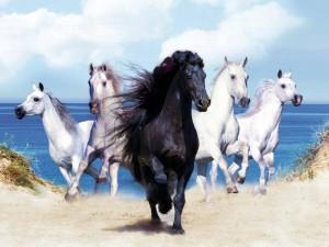 caballos-negros-y-blancos