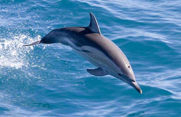delfín común (Delphinus delphis)