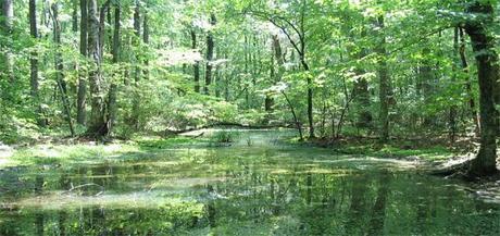 ¿Porque algunas comunidades poseen más especies que otras?