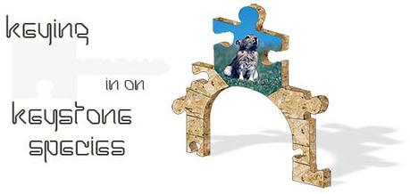 Especies clave en una comunidad biológica