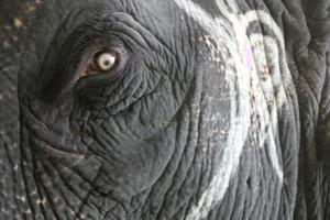 Elephant Eye