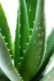 aloe Aloe de vera natural para cuidar la piel en verano  