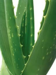 aloe2 Aloe de vera natural para cuidar la piel en verano  
