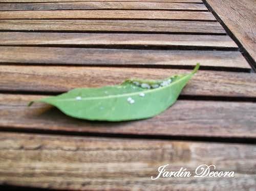 hoja-con-psila-del-laurel