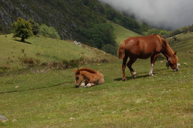 Ruta: Hayedo de la Biescona a la Majada del Bustacu