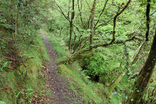 Ruta: Hayedo de la Biescona a la Majada del Bustacu