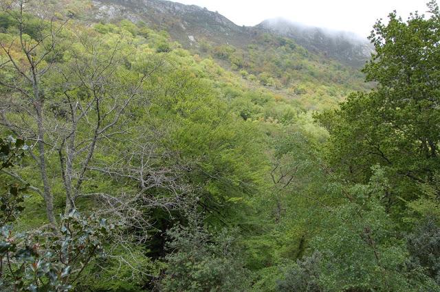 Ruta: Hayedo de la Biescona a la Majada del Bustacu