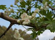 Ruta: Hayedo Biescona Majada Bustacu