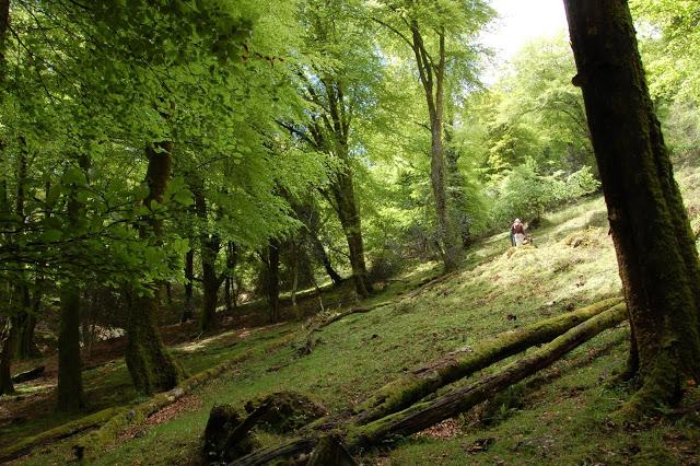 Ruta: Hayedo de la Biescona a la Majada del Bustacu