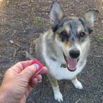 Entrenamiento de perros con clicker Entrenamiento de perros con clicker