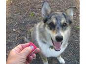 Entrenamiento perros clicker