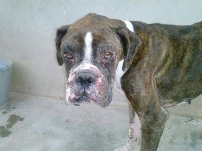 LLAMAMIENTO URGENTE!! Los dos últimos despojos recogidos por ADOPTA ZARAGOZA. NECESITAN AYUDA!!