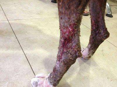 LLAMAMIENTO URGENTE!! Los dos últimos despojos recogidos por ADOPTA ZARAGOZA. NECESITAN AYUDA!!