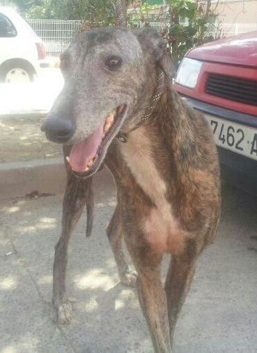 LLAMAMIENTO URGENTE!! Los dos últimos despojos recogidos por ADOPTA ZARAGOZA. NECESITAN AYUDA!!