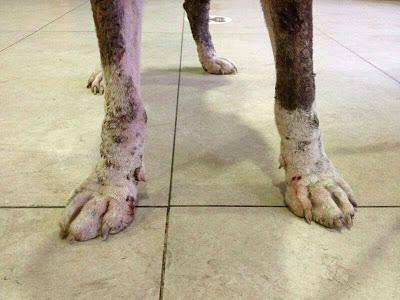 LLAMAMIENTO URGENTE!! Los dos últimos despojos recogidos por ADOPTA ZARAGOZA. NECESITAN AYUDA!!