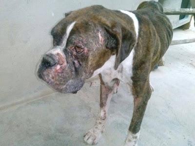 LLAMAMIENTO URGENTE!! Los dos últimos despojos recogidos por ADOPTA ZARAGOZA. NECESITAN AYUDA!!