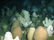 triplica población esponjas vítreas Antártida