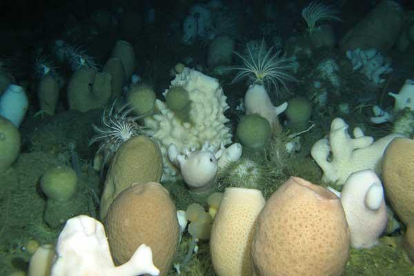 esponjas vítreas en la Antártida