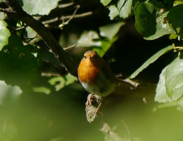 El discreto petirrojo