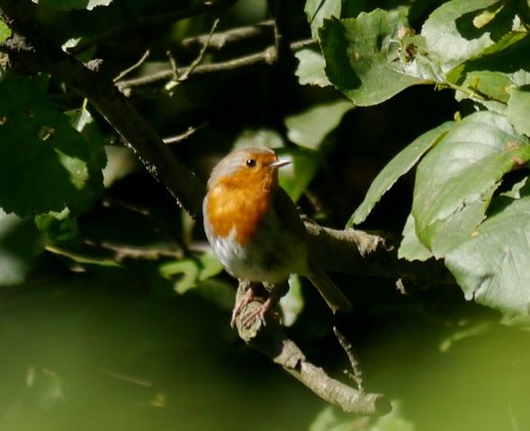 El discreto petirrojo