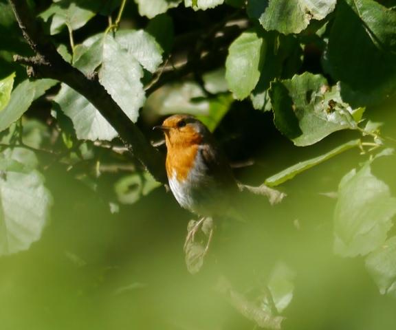 El discreto petirrojo