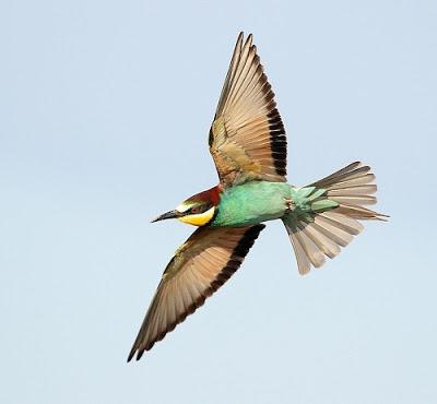 Agentes de Protección de la Naturaleza del Gobierno de Aragón detectan el uso de veneno para la eliminación de abejarucos