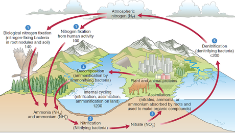 El ciclo del nitrógeno