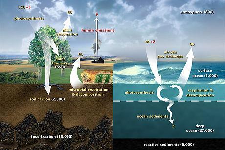 El ciclo del carbono