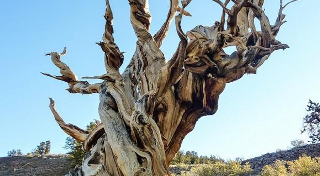 Los-arboles-mas-viejos-del-planeta