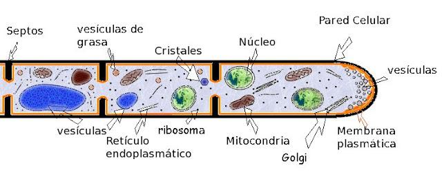 El Núcleo Celular [feedly]