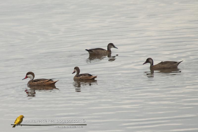 Primeras fotos del Pato gargantilla para Posadas y la Provincia de Misiones