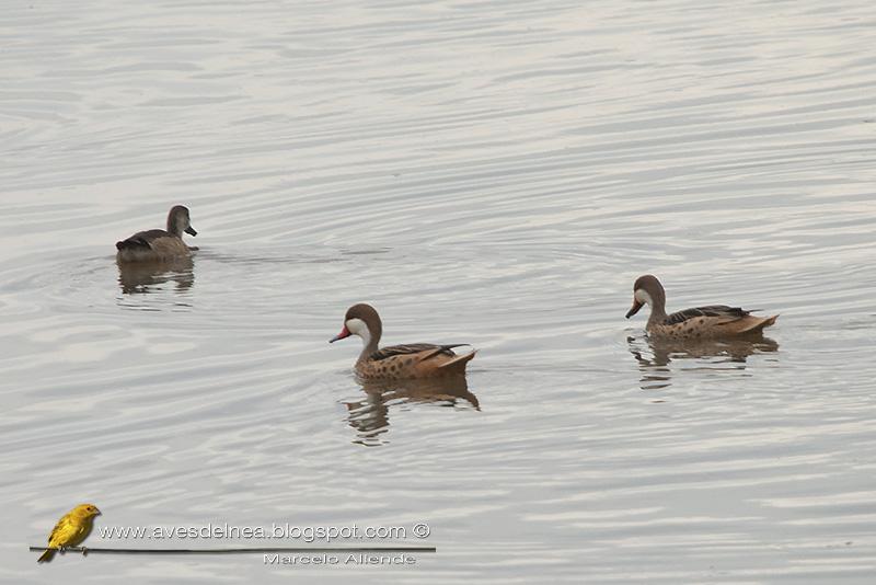 Primeras fotos del Pato gargantilla para Posadas y la Provincia de Misiones
