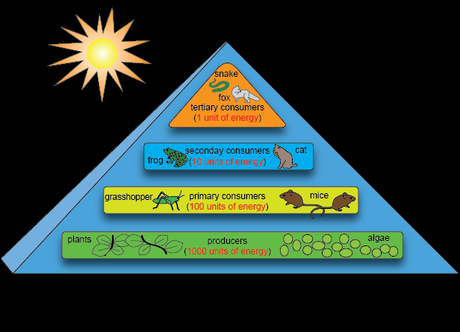 Flujo de energía, niveles tróficos