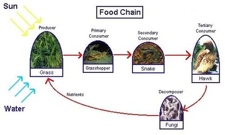 La cadena alimenticia y los niveles tróficos