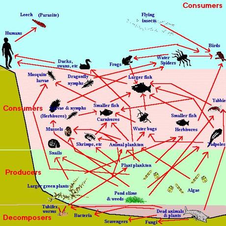 La cadena alimenticia y los niveles tróficos