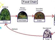 cadena alimenticia niveles tróficos
