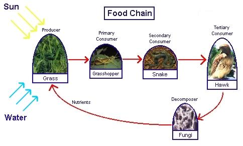 La cadena alimenticia y los niveles tróficos - Paperblog