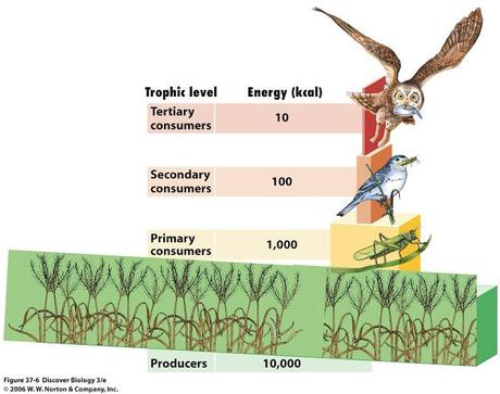 La pirámide ecológica