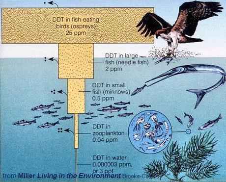 La acumulación de venenos en una pirámide ecológica