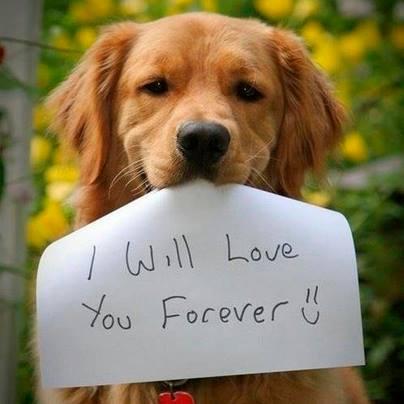 perro3 El vínculo afectivo entre personas y animales de compañía (perros y/o gatos)  