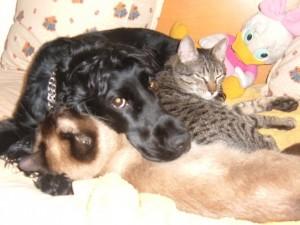 anahi 300x225 El vínculo afectivo entre personas y animales de compañía (perros y/o gatos)  