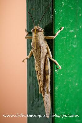Miercoles mudo: Nuestro vecino en la terraza