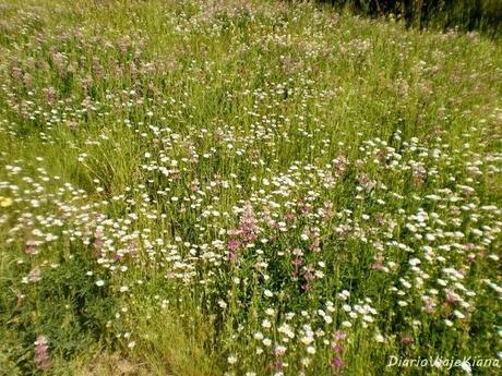 Pueblos Arquitectura Negra de Guadalajara - Chorrera Despeñalagua