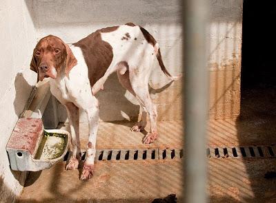 ILO, pointer de 7 años, abandonado en la perrera. (Navarra)