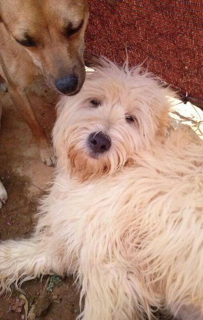 El gran perro Siempre, en adopción‏.